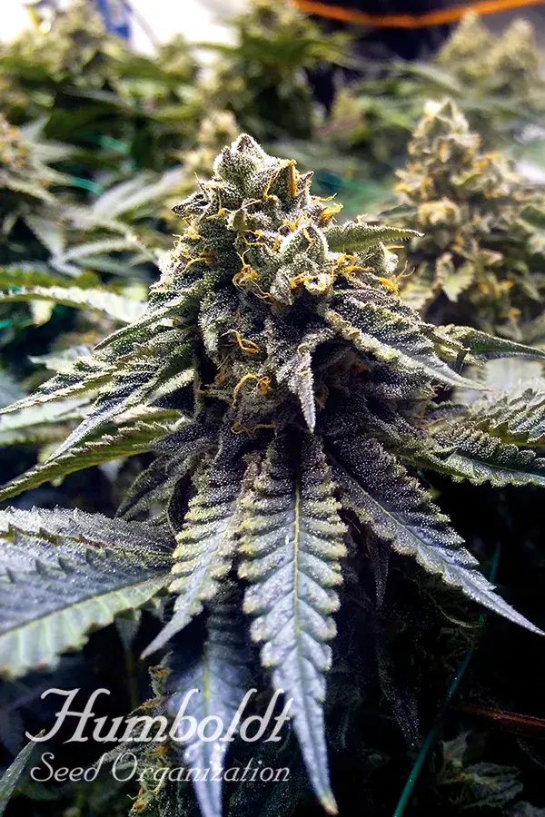 Chocolate Mint OG 2.0 Feminised Cannabis Seeds | Humbolt Seeds Organisation