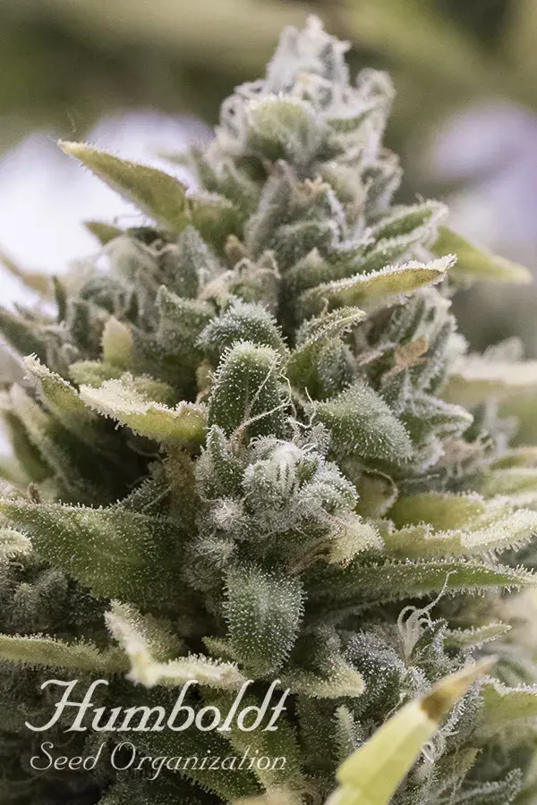 OG Kush Auto Feminised Cannabis Seeds | Humboldt Seed Organisation