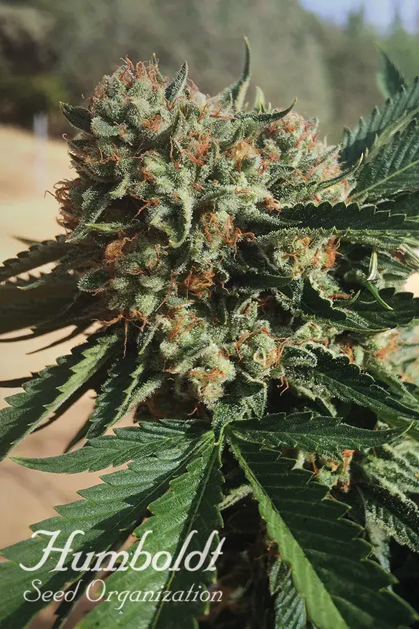Sapphire OG Feminised Cannabis Seeds | Humboldt Seed Organisation