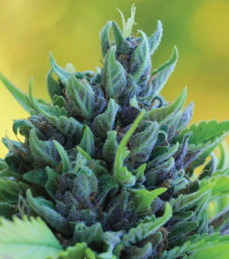 Humboldt Dream Auto Feminised Cannabis Seeds - Humboldt Seed Company.