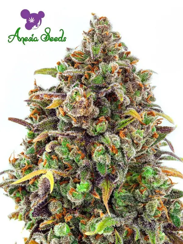 Haze Queen Feminised Cannabis Seeds - Anesia Seeds