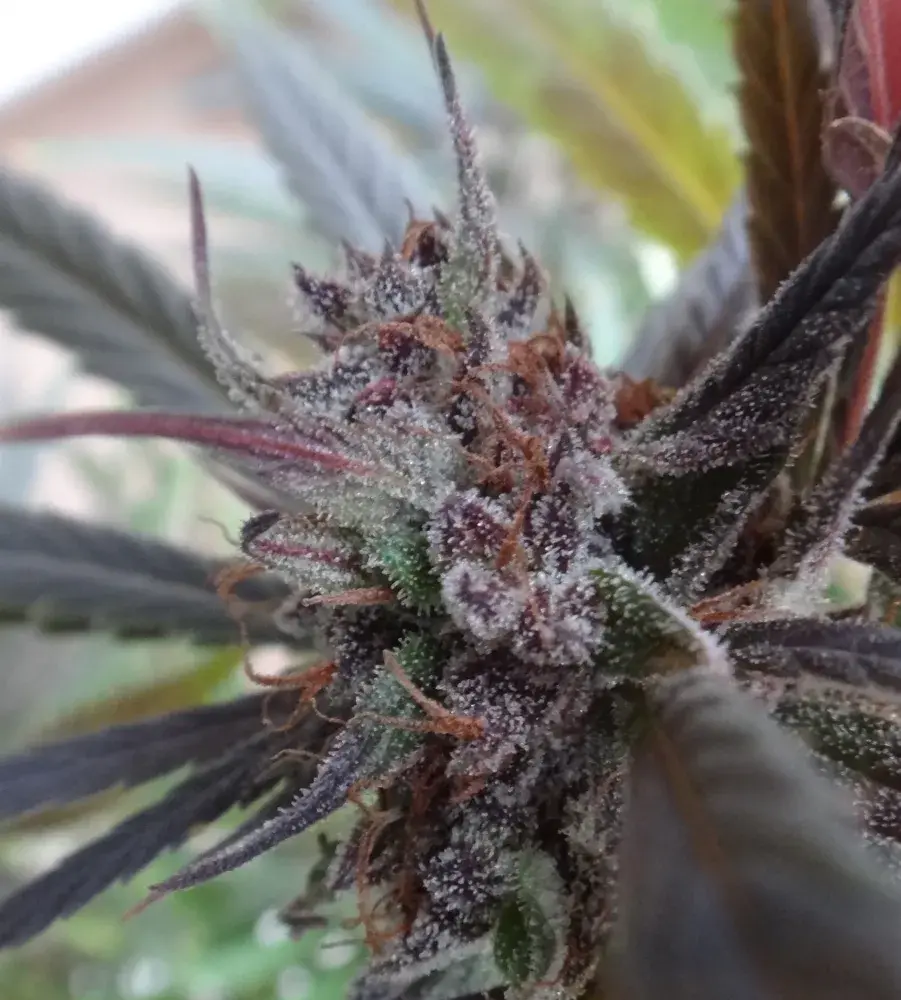 Haze x Kali China Feminised Cannabis Seeds | Ace Seeds