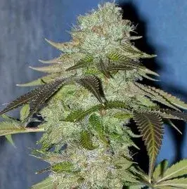 Madness Regular Cannabis Seeds | Hazeman Seeds