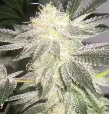 Mikado Regular Cannabis Seeds | Hazeman Seeds