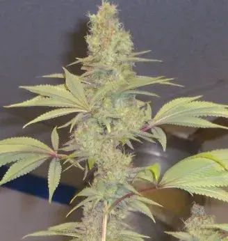 Strawberry Cough Regular Cannabis Seeds | Hazeman Seeds