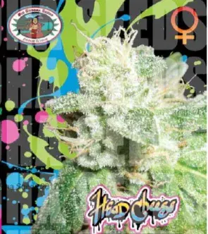 Head Cheese Feminised Cannabis Seeds | Big Buddha Seeds 