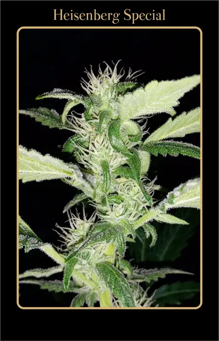 Heisenberg Special Auto Feminised Cannabis Seeds