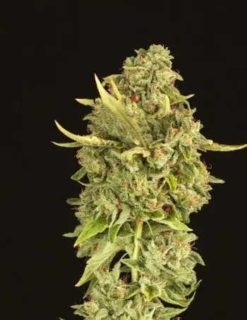 Hells Bells Regular Cannabis Seeds | Devil’s Harvest Seeds