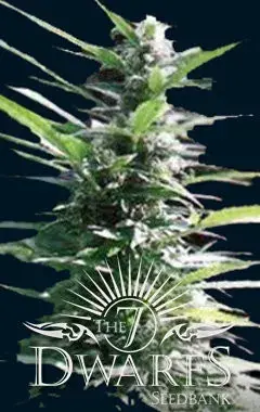 Hercules Auto Feminised Cannabis Seeds | 7 Dwarf Seeds