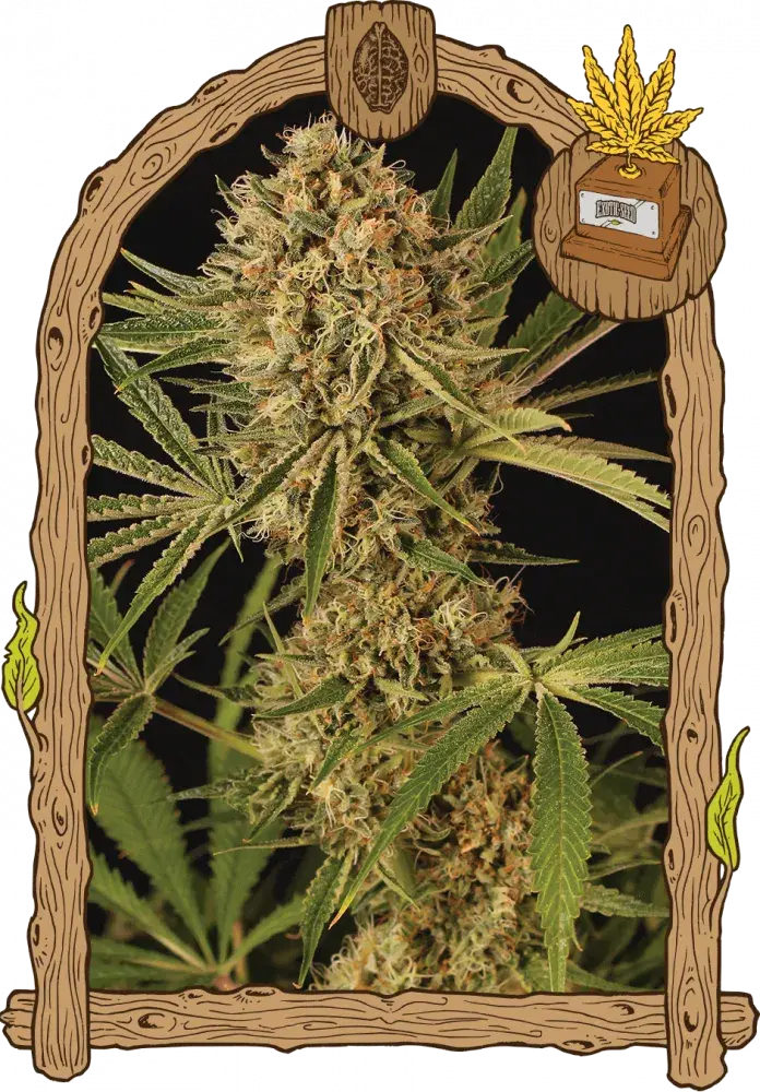 Herz OG Feminised Cannabis Seeds | Exotic Seeds