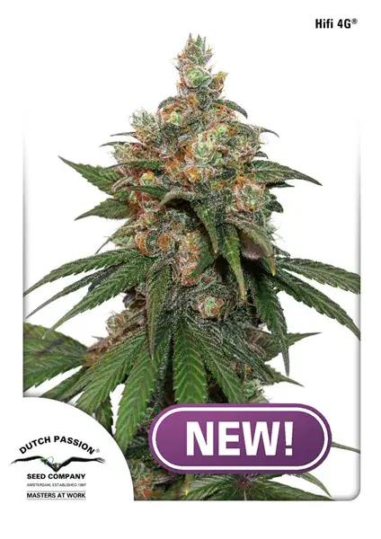HiFi 4G Feminised Cannabis Seeds - Dutch Passion