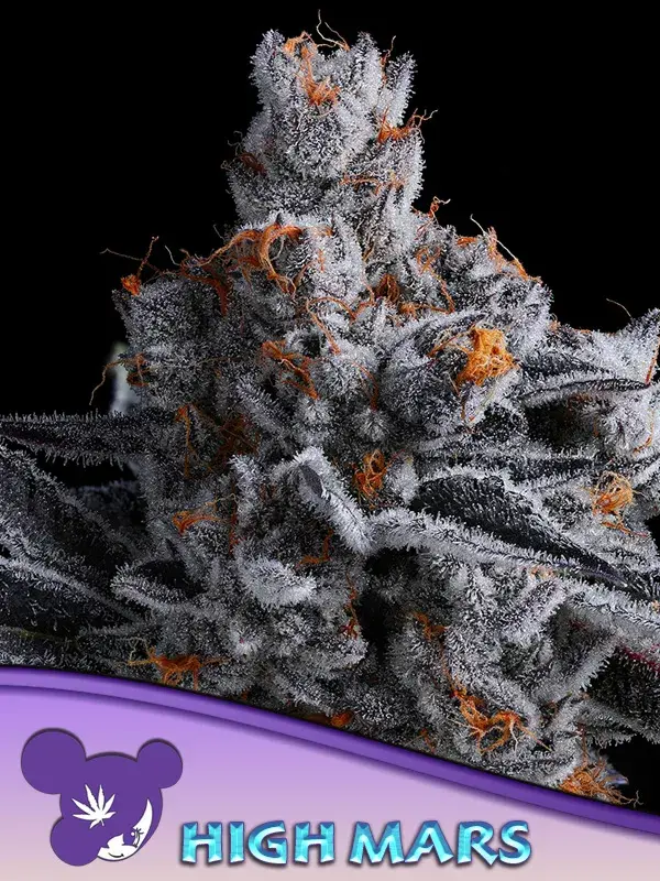 High MARS Feminised Cannabis Seeds - Anesia Seeds.