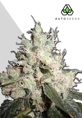 Hijack Autoflowering Feminised Cannabis Seeds | Auto Seeds