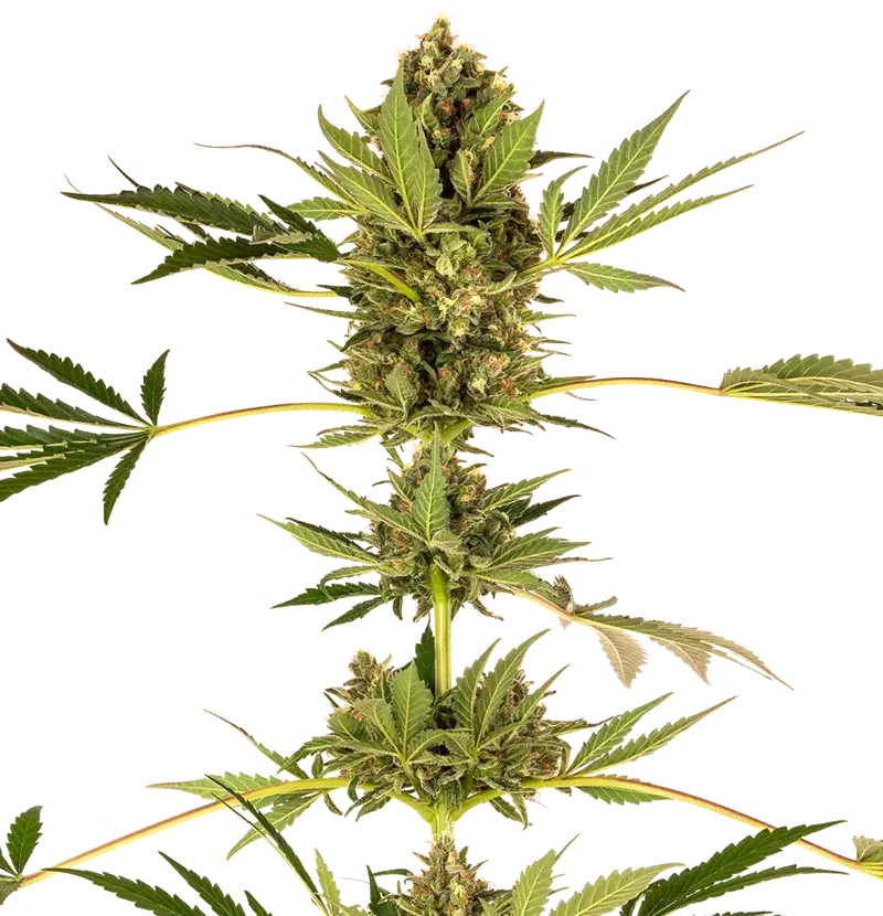 Himalayan CBD Feminised Cannabis Seeds - Sensi Seeds