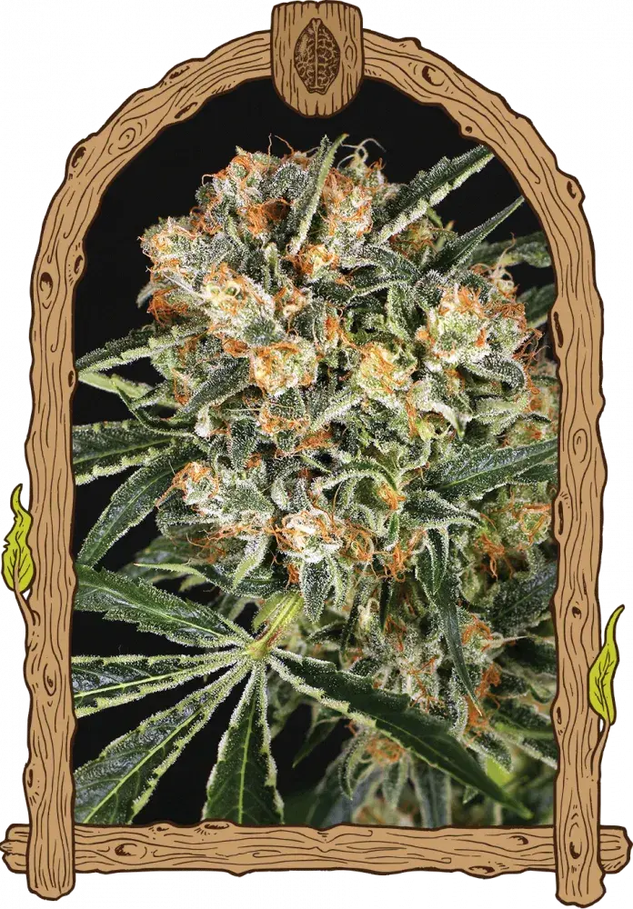 Hippie Therapy CBD Feminised Cannabis Seeds | Exotic Seeds