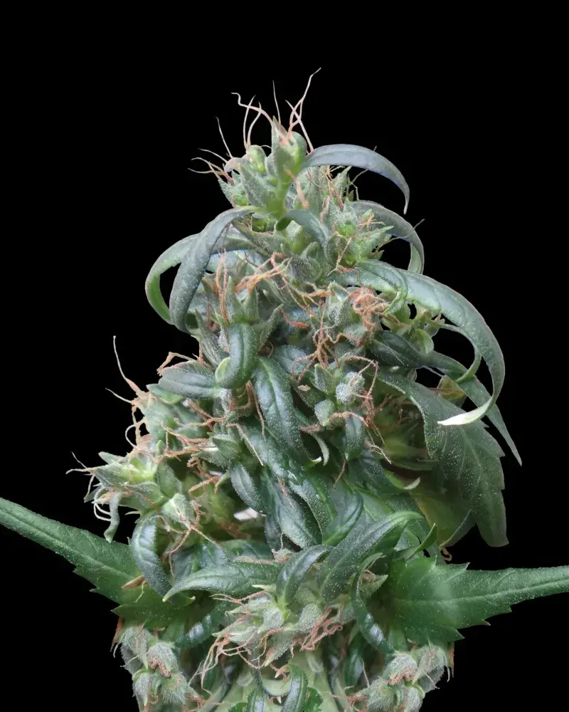 Hokkaido Japan Regular Cannabis Seeds | Ace Seeds