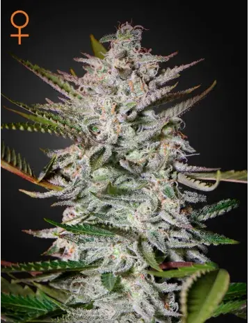 Holy Punch Feminised Cannabis Seeds | Greenhouse Seeds