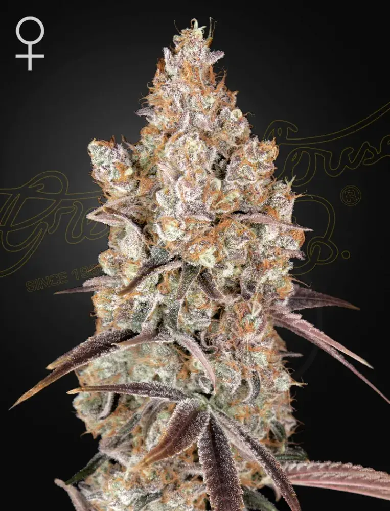 Holy Snow Feminised Cannabis Seeds | Green House Seeds
