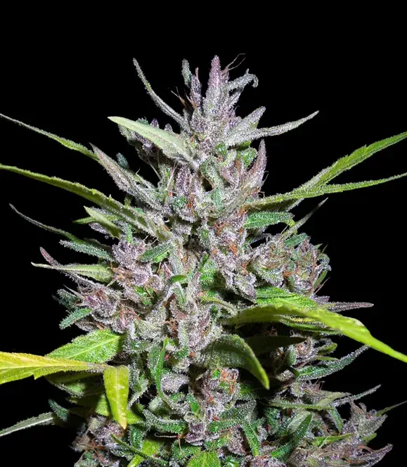 Honduras x Panama Feminised Cannabis Seeds | Ace Seeds