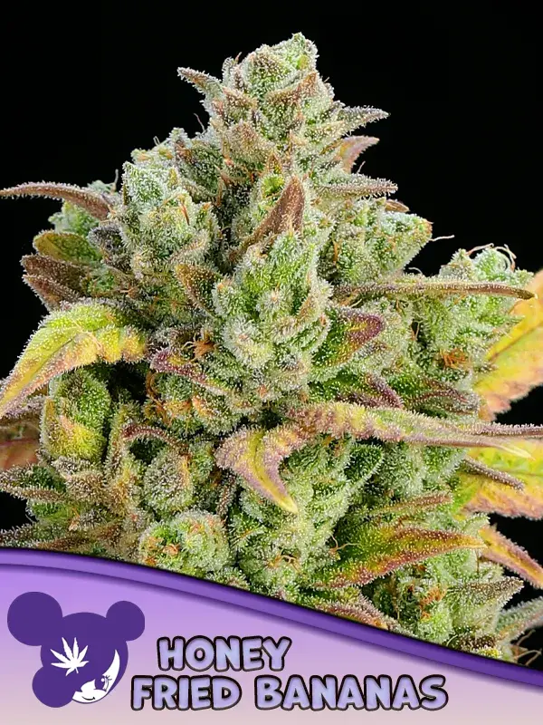 Honey Fried Bananas Feminised Cannabis Seeds - Anesia Seeds.