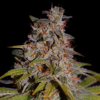 Honey Papaya Feminised Cannabis Seeds | G13 Labs.