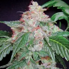 Starkush Regular Cannabis Seeds | Hortilab Seeds