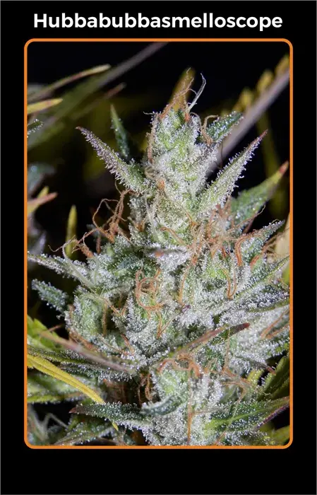 Hubbabubbasmelloscope Auto Feminised Cannabis Seeds