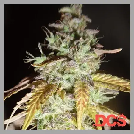 Midnight Haze Feminised Cannabis Seeds | Feminized Seeds