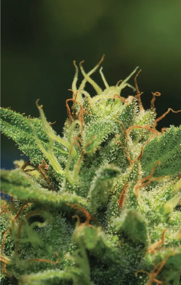 Humboldt Sour Diesel Auto Feminised Cannabis Seeds - Humboldt Seed Company