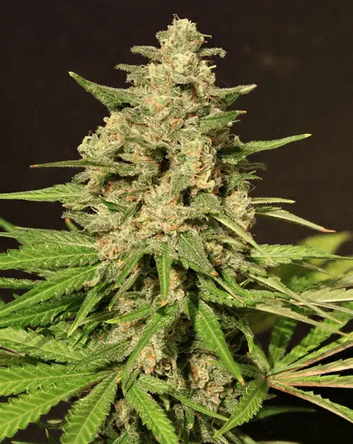 Hybrid X Feminised Cannabis Seeds | Cream Of The Crop