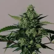 Hiydrow Feminised Cannabis Seeds | MM Genetics