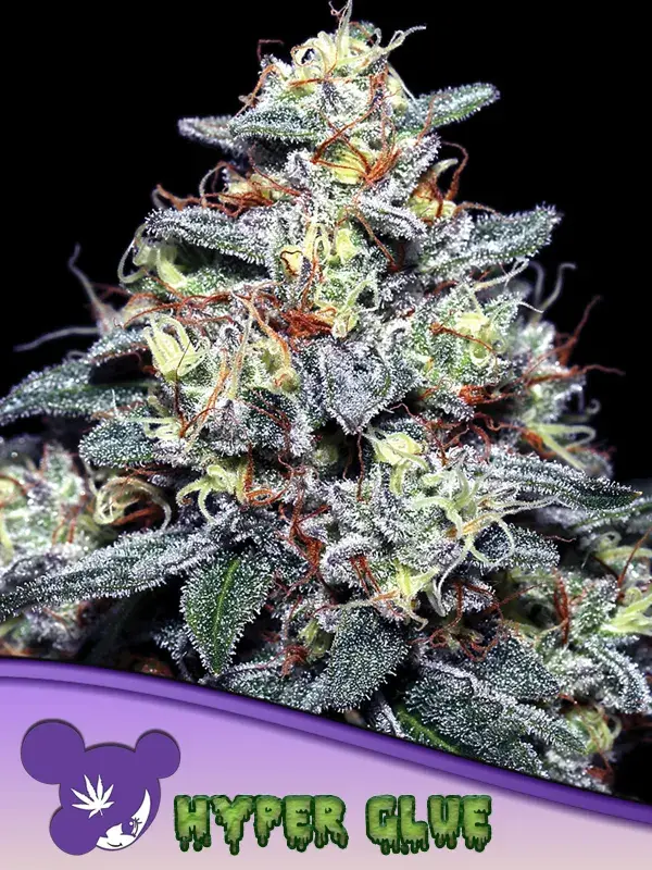 Hyper Glue Feminised Cannabis Seeds - Anesia Seeds