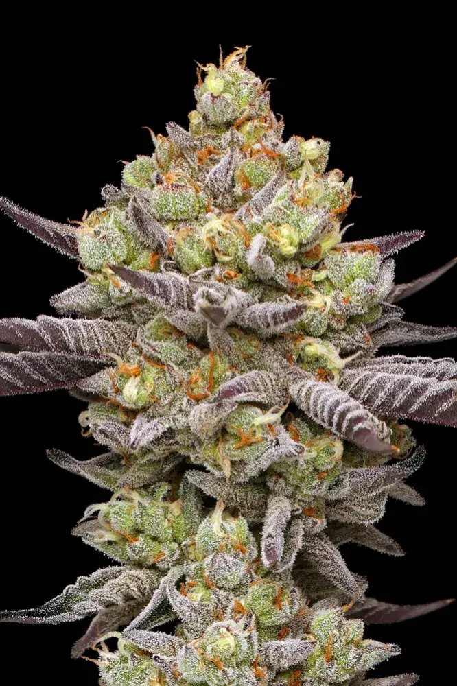 Hyper Za Feminised Cannabis Seeds - Humboldt Seed Company.