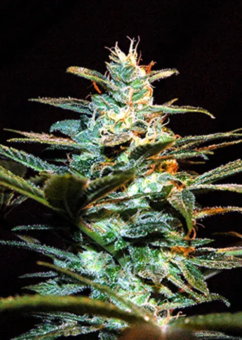 NYC Diesel Feminised Cannabis Seeds | Sweet Seeds