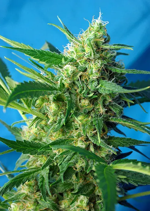 NYC Diesel Auto Feminised Cannabis Seeds | Sweet Seeds