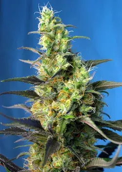 NYC Diesel CBD Feminised Cannabis Seeds | Sweet Seeds