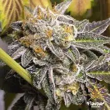 Super Mad Sky Floater Feminised Cannabis Seeds - Super Sativa Seed Club.