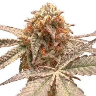 Purple OG Punch Feminised Cannabis Seeds - Super Sativa Seed Club