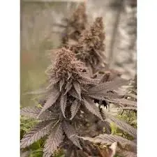 Black Lebanon Feminised Cannabis Seeds - Super Sativa Seed Club