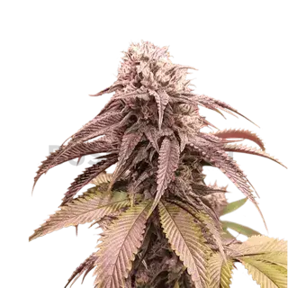 Strawberry Cookies Feminised Cannabis Seeds - Super Sativa Seed Club