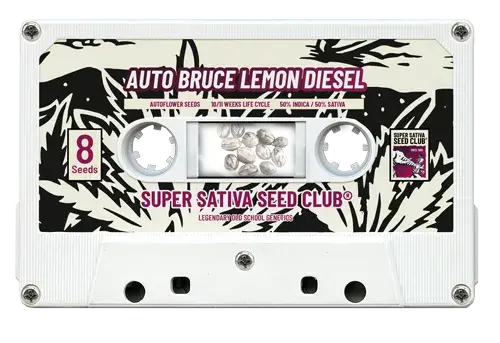 Auto Bruce Lemon Diesel Feminised Cannabis Seeds - Super Sativa Seed Club