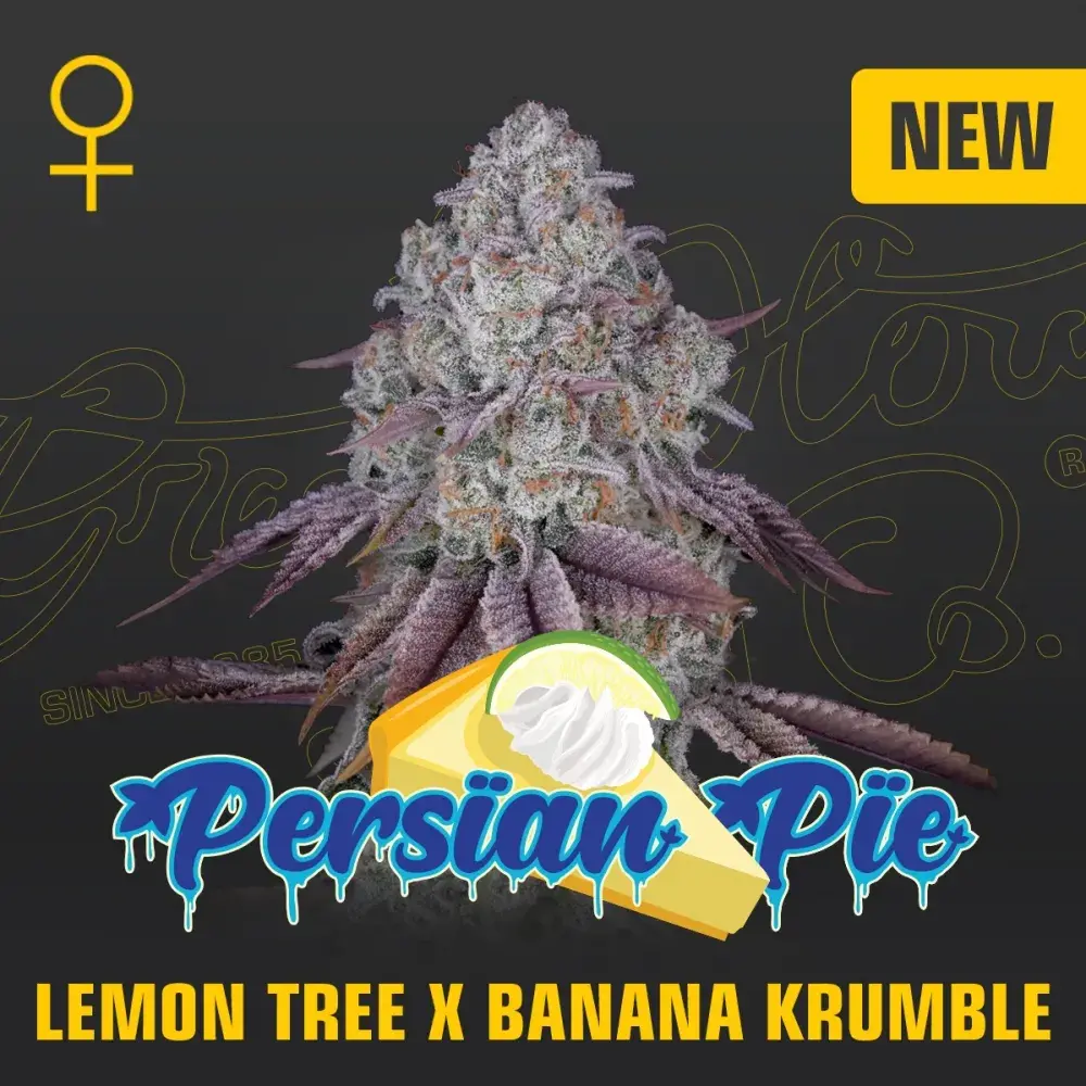 Persian's Pie Feminised Cannabis Seeds | Greenhouse Seeds