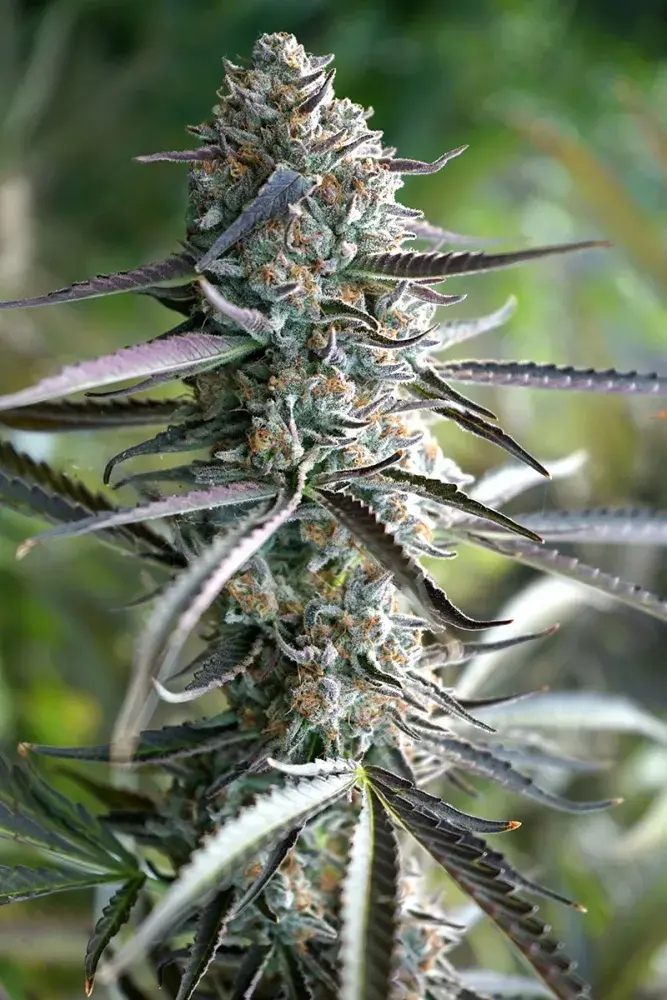 Pineapple Chem Auto Feminised Cannabis Seeds | Humboldt Seeds Organisation