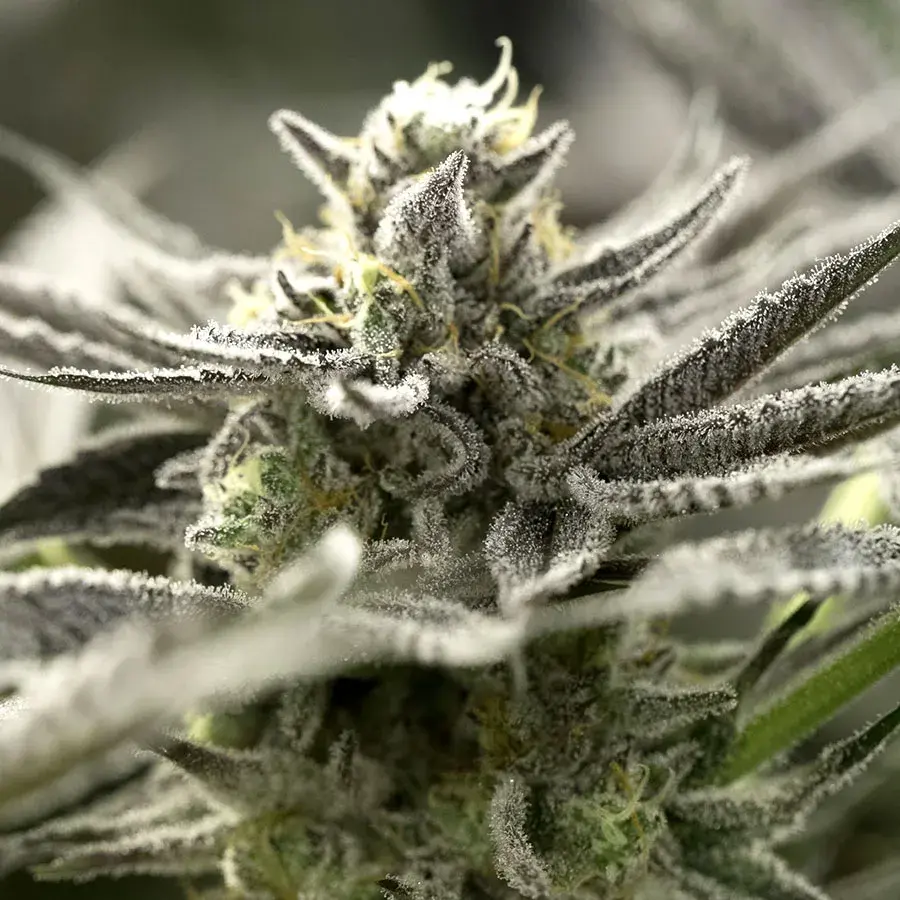 OGKZ Auto Feminised Cannabis Seeds | Humboldt Seeds Organisation