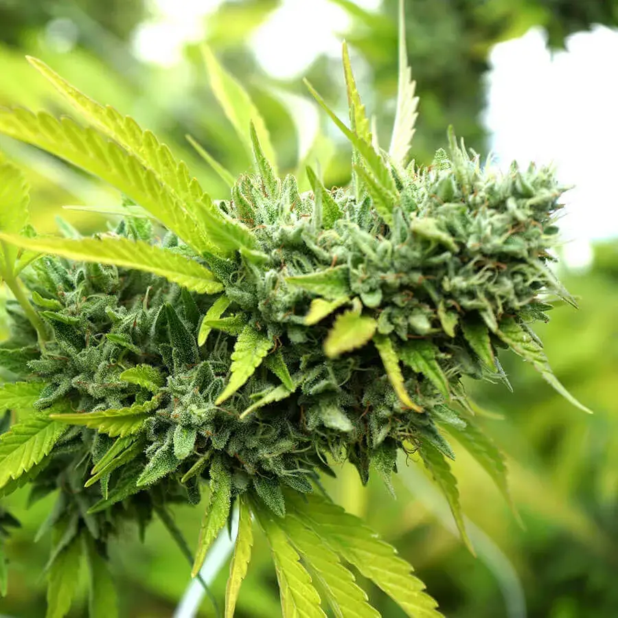 Mango OG Auto Feminised Cannabis Seeds | Humboldt Seeds Organisation