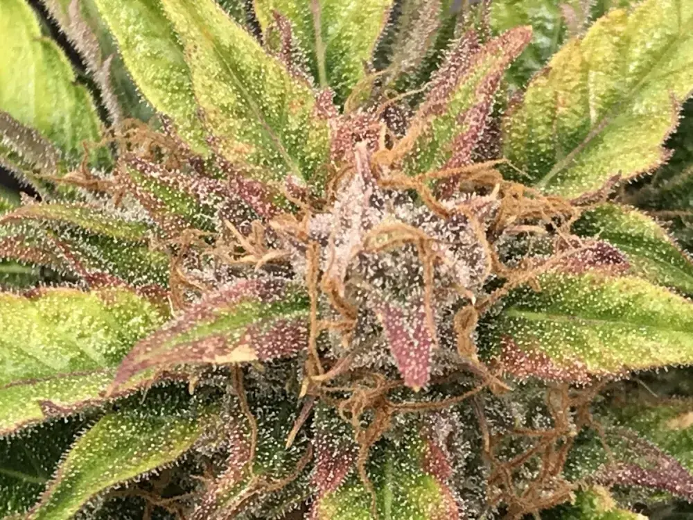 Amnesia Pure CBD Auto Feminised Cannabis Seeds | Humboldt Seeds Organisation