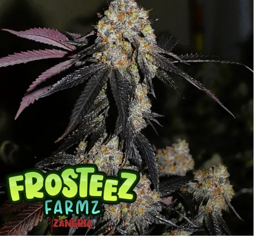 Zangria Feminised Cannabis Seeds - Frosteez Farmz