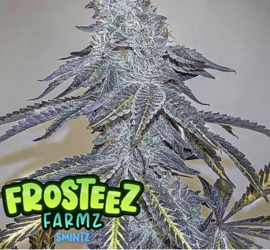 Zmintz Feminised Cannabis Seeds - Frosteez Farmz