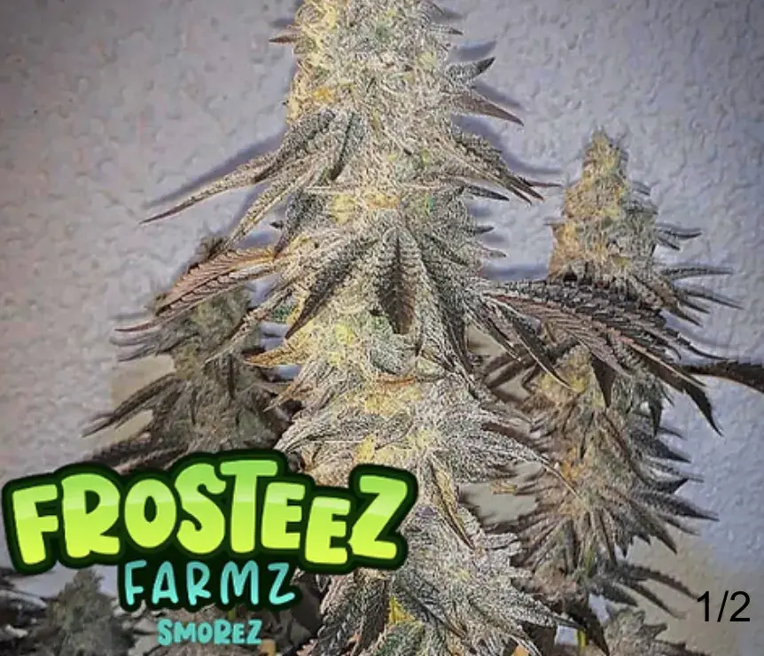 Smorez Feminised Cannabis Seeds - Frosteez Farmz