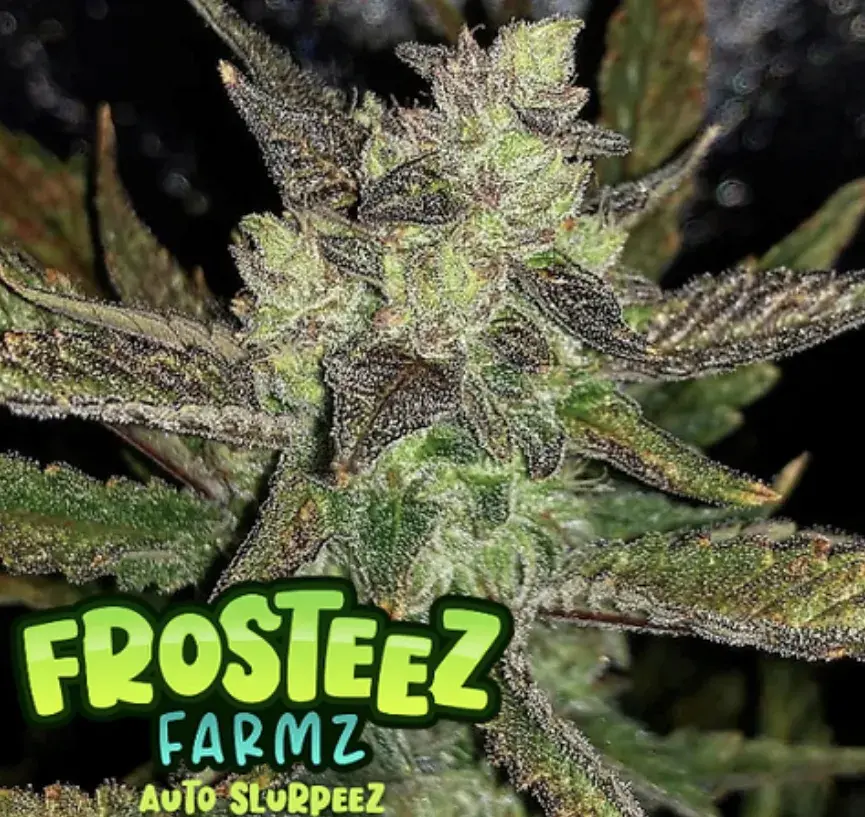 Auto Slurpeez Feminised Cannabis Seeds - Frosteez Farmz